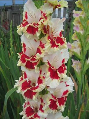 gladiolusfflohassolnagc