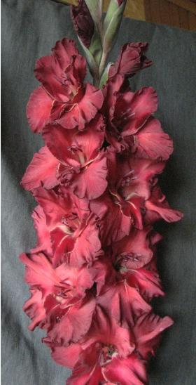 gladiolusfflohchocolatekingantanas