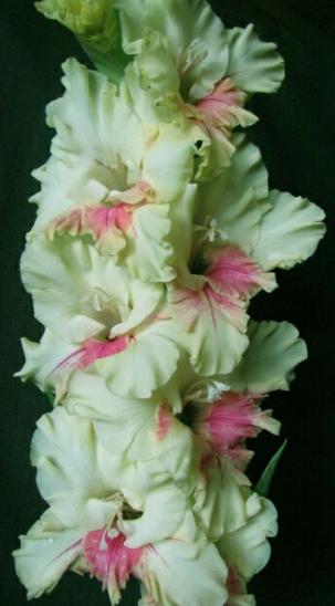 gladiolusfflohfalenopsisnagc