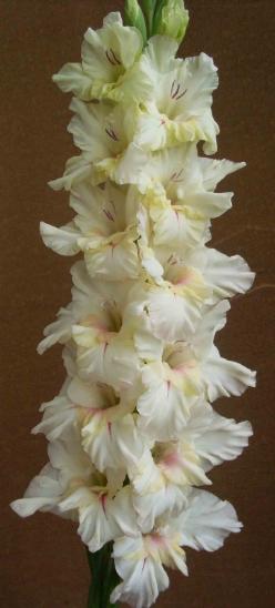 gladiolusfflohgaivaantanas