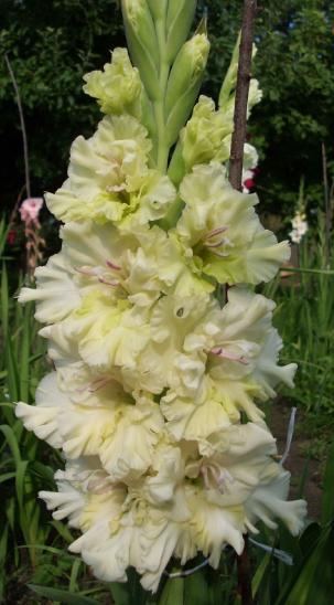 gladiolusfflohgreensnowflakeantanas