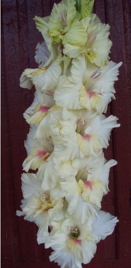 gladiolusfflohinfospaceantanas