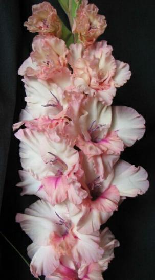 gladiolusfflohlovemetendernagc