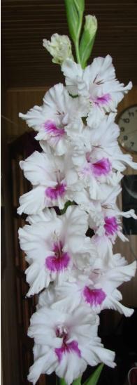 gladiolusfflohnepriklausoymbeantanas