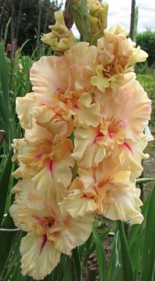 gladiolusfflohneringanagc