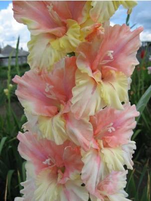gladiolusfflohnezhnostnagc