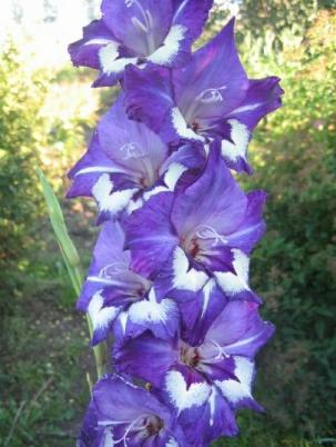 gladiolusfflohnochnayamelodiyanagc