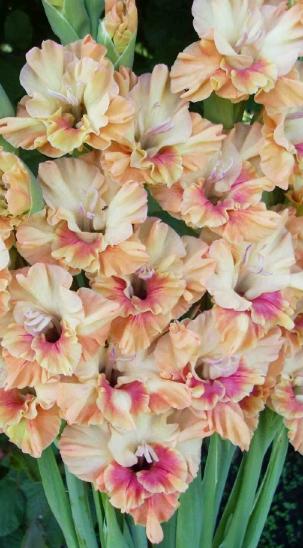 gladiolusfflohorangeprincessantanas