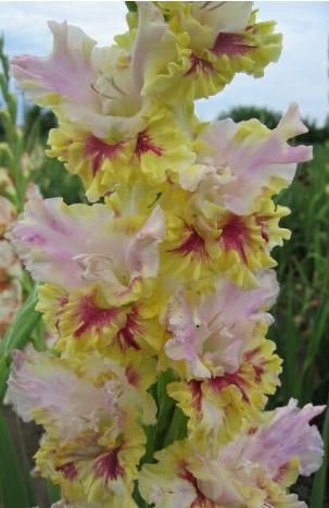 gladiolusfflohosennikarnavalnagc