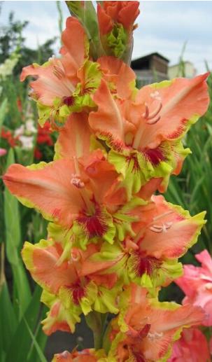 gladiolusfflohpeppinagc