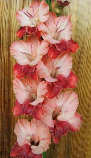 gladiolusfflohplastakenagc