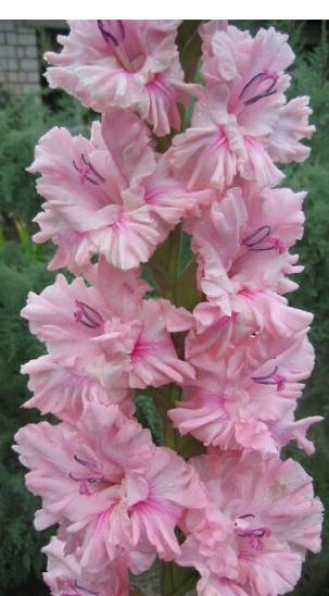 gladiolusfflohrozovayafantazianagc