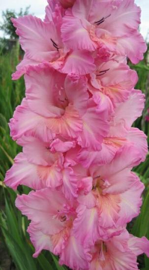 gladiolusfflohvosmoemartanagc