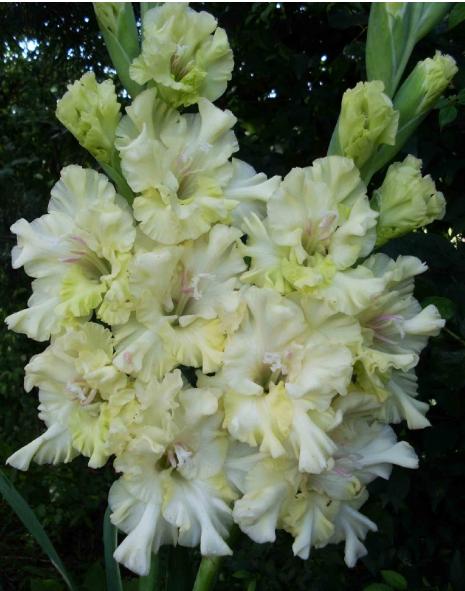 gladiolusfflosegreensnowflakeantanas