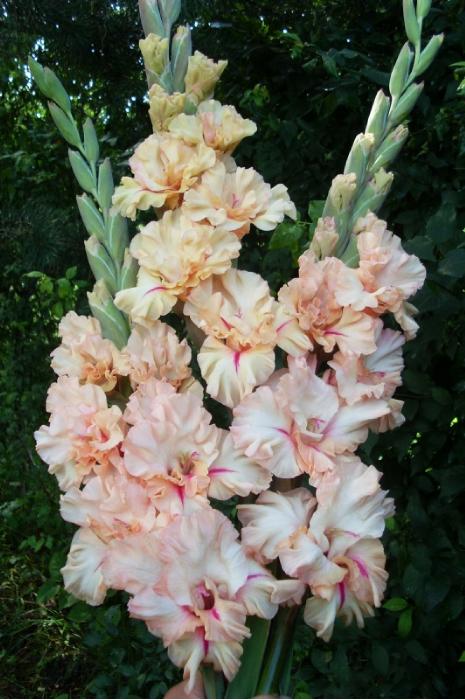 gladiolusffloseneringaantanas