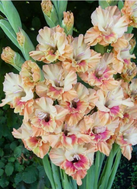 gladiolusffloseorangeprincessantanas