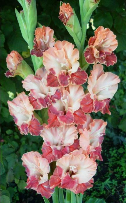 gladiolusffloseplastakeantanas