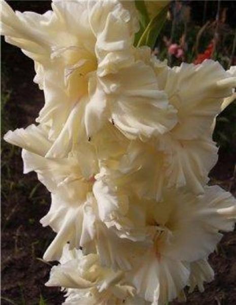 gladiolusfflose1anandaantanas