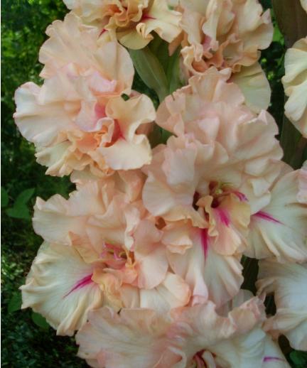 gladiolusfflose1neringaantanas