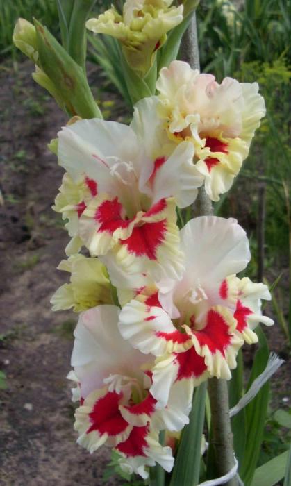 gladiolusfflosgassolantanas
