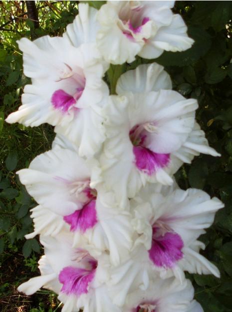 gladiolusfflosgnepriklausoymbeantanas