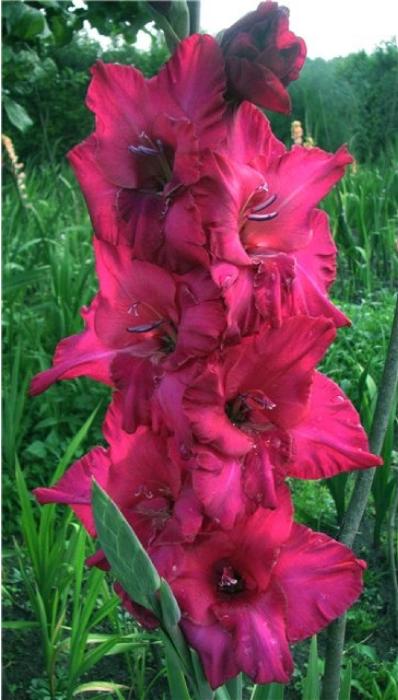 gladiolusfflosgpurplekingantanas