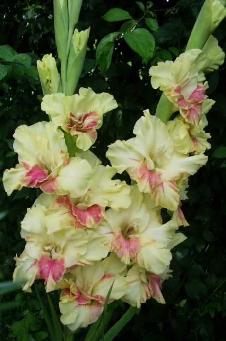 gladiolusfforfalenopsisantanas