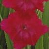 gladiolusffloantpeetersnagc
