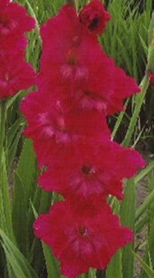 gladiolusfflohantpeetersnagc