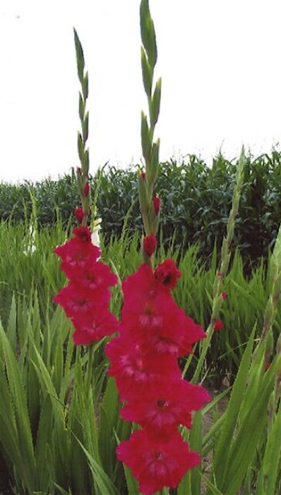 gladiolusfflosgantpeetersnagc