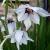 gladioluscflocallianthusmurielaervroger1a1a1a