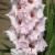 gladioluscflohendrikanagc1a