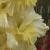 gladioluscflomissmidasnagc1a