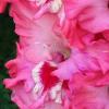 gladiolusffloextravaganteyesnagc