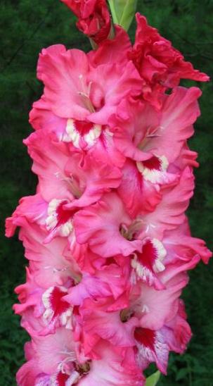 gladiolusfflohextravaganteyesnagc