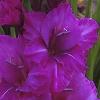 gladiolusfflogladboynagc
