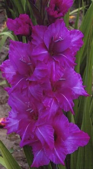 gladiolusfflohgladboynagc