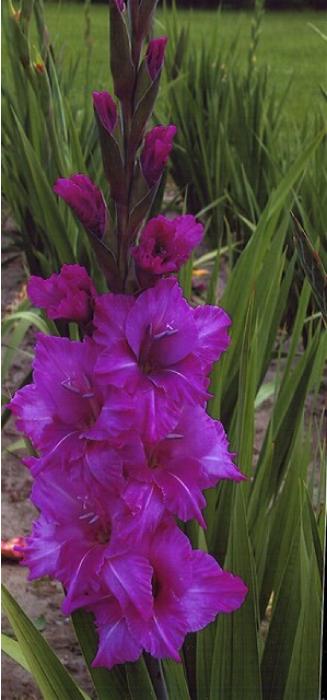 gladiolusfflosggladboynagc