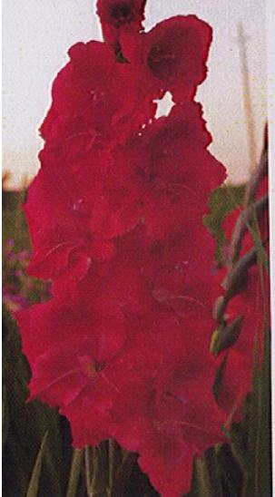 gladiolusfflohredmymindnagc