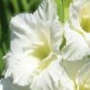 gladiolusfflosecretladynagc