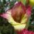 gladioluscfloflowergirlnagc1a1