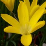 sparaxispflograndifloraacutilobarvroger