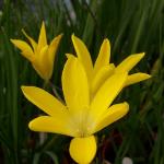 sparaxispflosgrandifloraacutilobarvroger