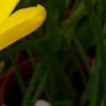 sparaxispfolgrandifloraacutilobarvroger