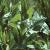 centaurea montana foliage