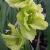 gladioluscfloevergreenrvroger