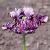 tulipacflo9blueparrotwikimediacommons1