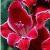 gladioluscflochristmasorchidnagc