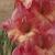 gladioluscfloraspberrycreamnagc