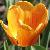 tulipacflo9beautyofapedoornwikimediacommons1a